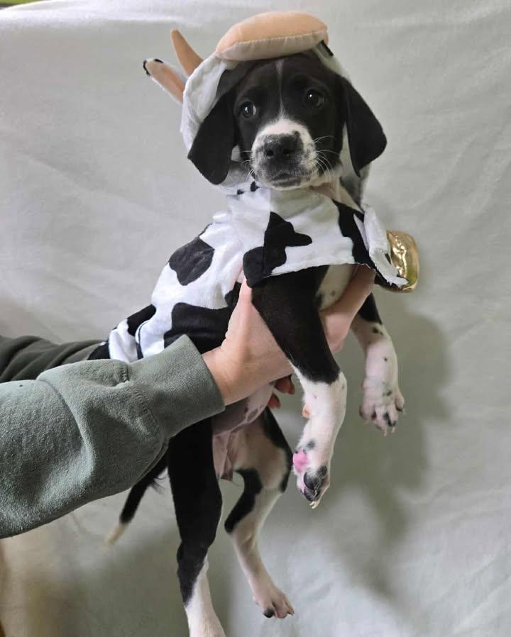 Monroe Puppy 5, Adoptable, Puppy Female Black Labrador Retriever.