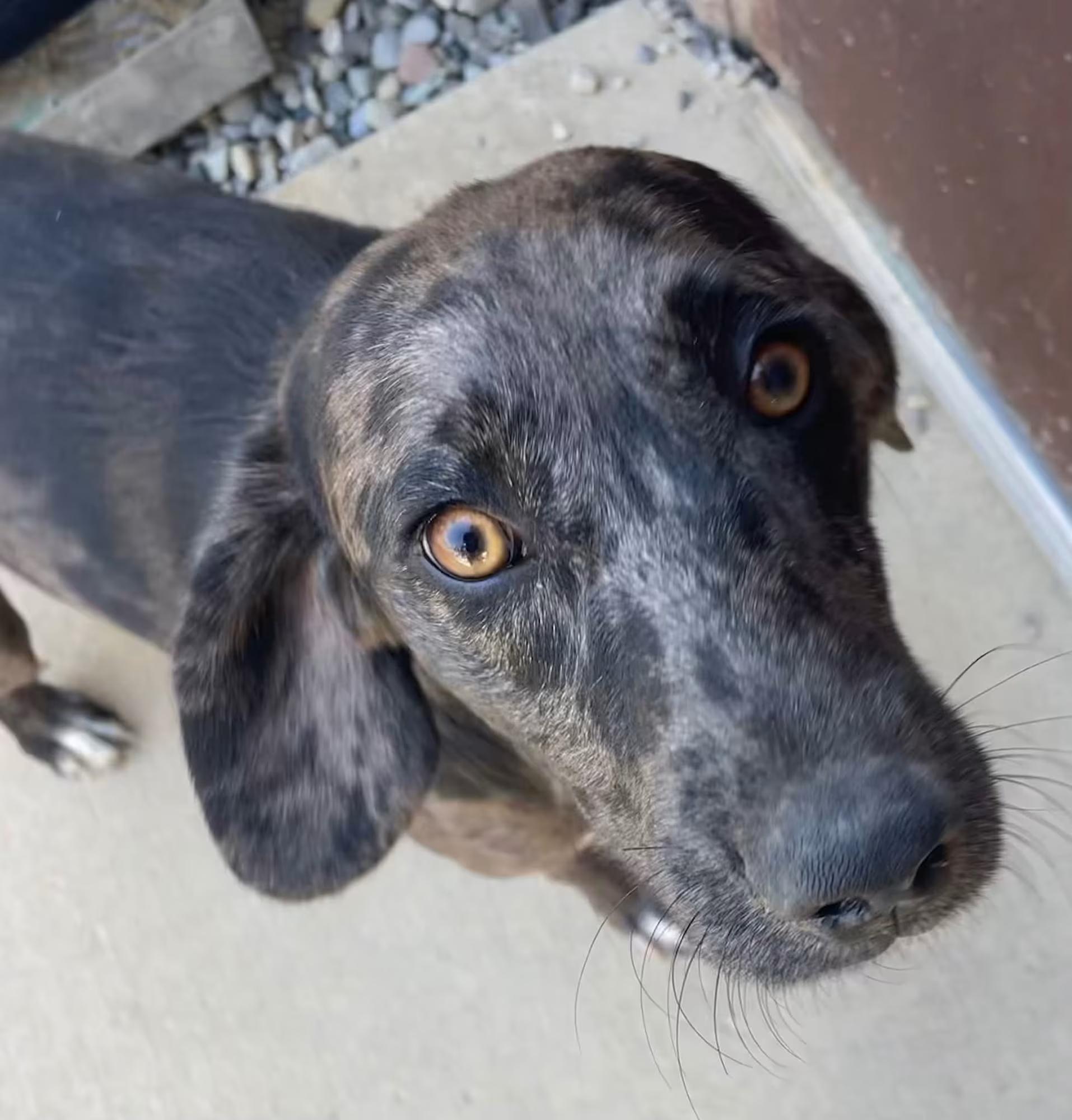 Sutton, Adoptable, Young Male Catahoula Leopard Dog.