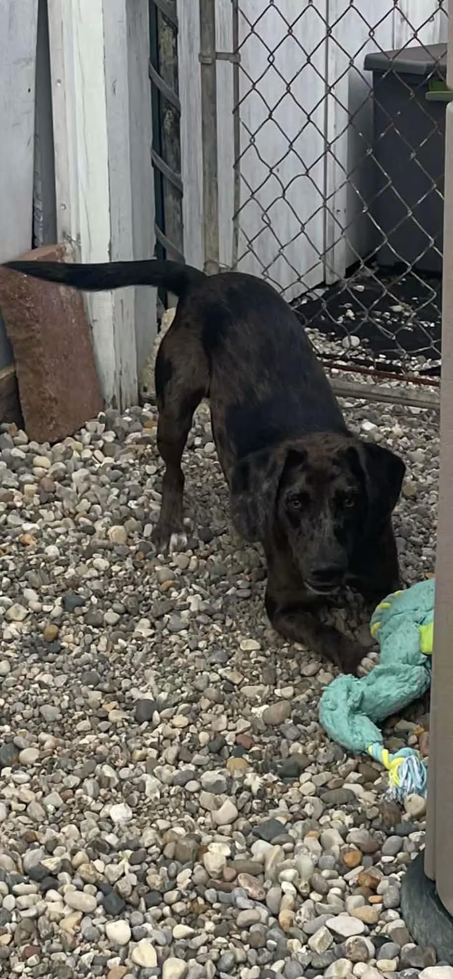 Enlarge Sutton, a Adoptable mixed breed in Sterling Heights, MI image 3/4