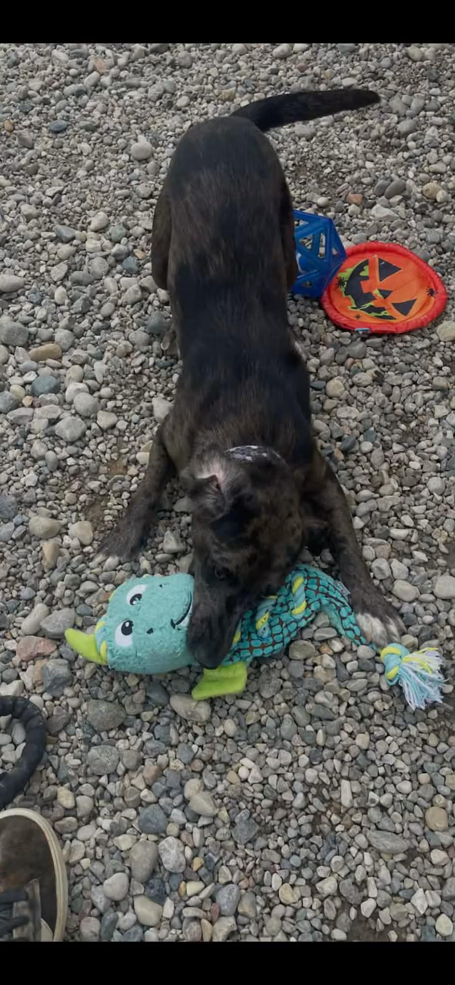 Enlarge Sutton, a Adoptable mixed breed in Sterling Heights, MI image 2/4