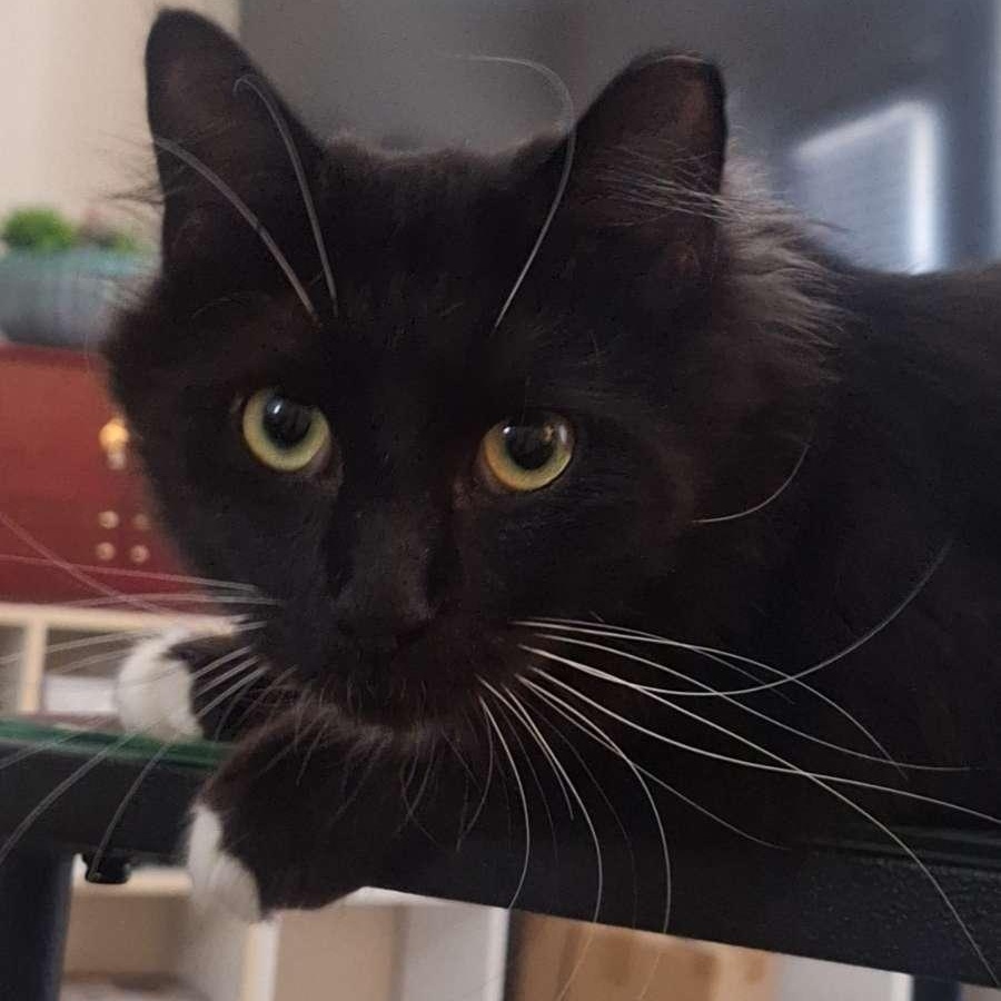 Enlarge Minnie, a Adoptable Domestic Long Hair in Connelly Springs, NC image 3/6