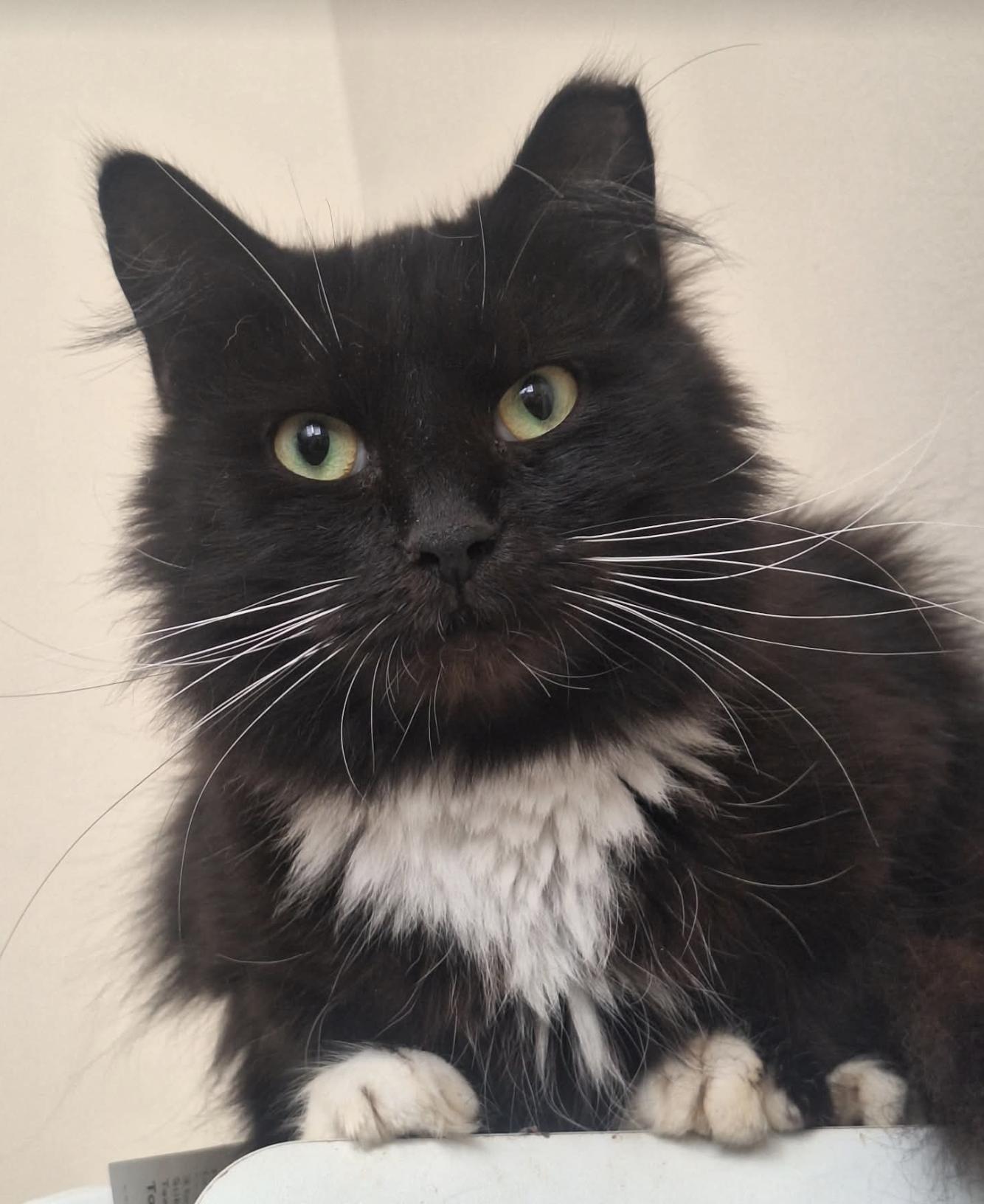 Minnie, Adoptable, Adult Female Domestic Long Hair.
