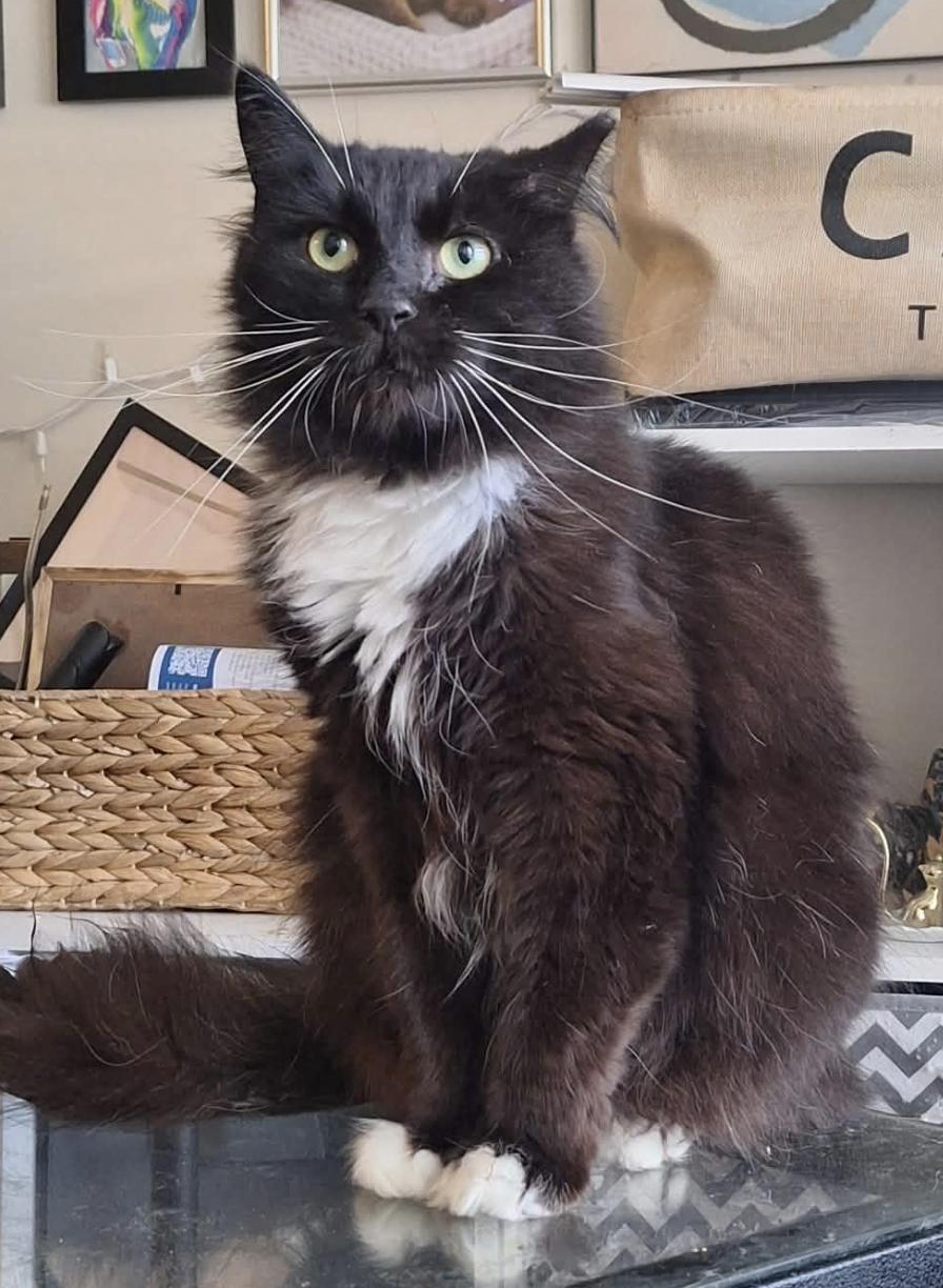 Enlarge Minnie, a Adoptable Domestic Long Hair in Connelly Springs, NC image 5/6