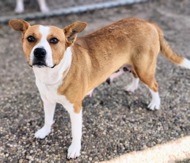 Enlarge CANELA, a Adoptable mixed breed in Houston, TX image 1/1