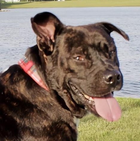 Enlarge Chocolate, a Adoptable mixed breed in Boise, ID image 2/6