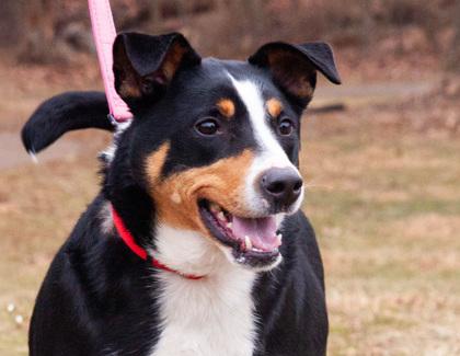 Butch Fka Zaboomafoo thumbnail 6