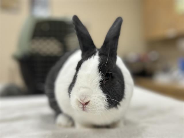 FLOPSY photo