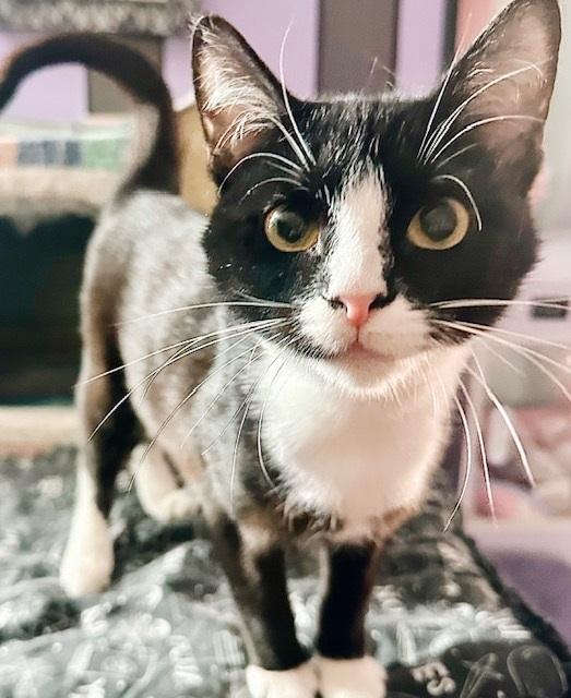 Pitter *bonded with Patter*