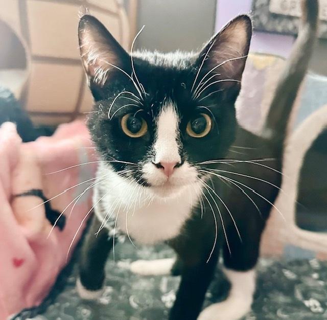 Pitter *bonded with Patter*