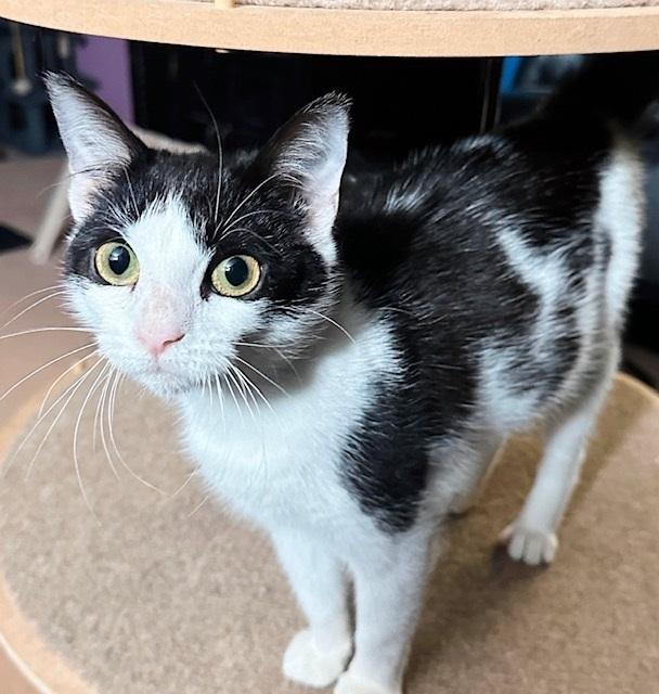 Pitter *bonded with Patter*