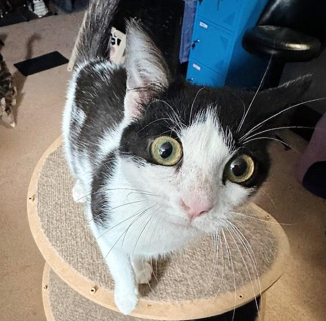 Pitter *bonded with Patter*