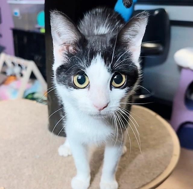 Pitter *bonded with Patter*