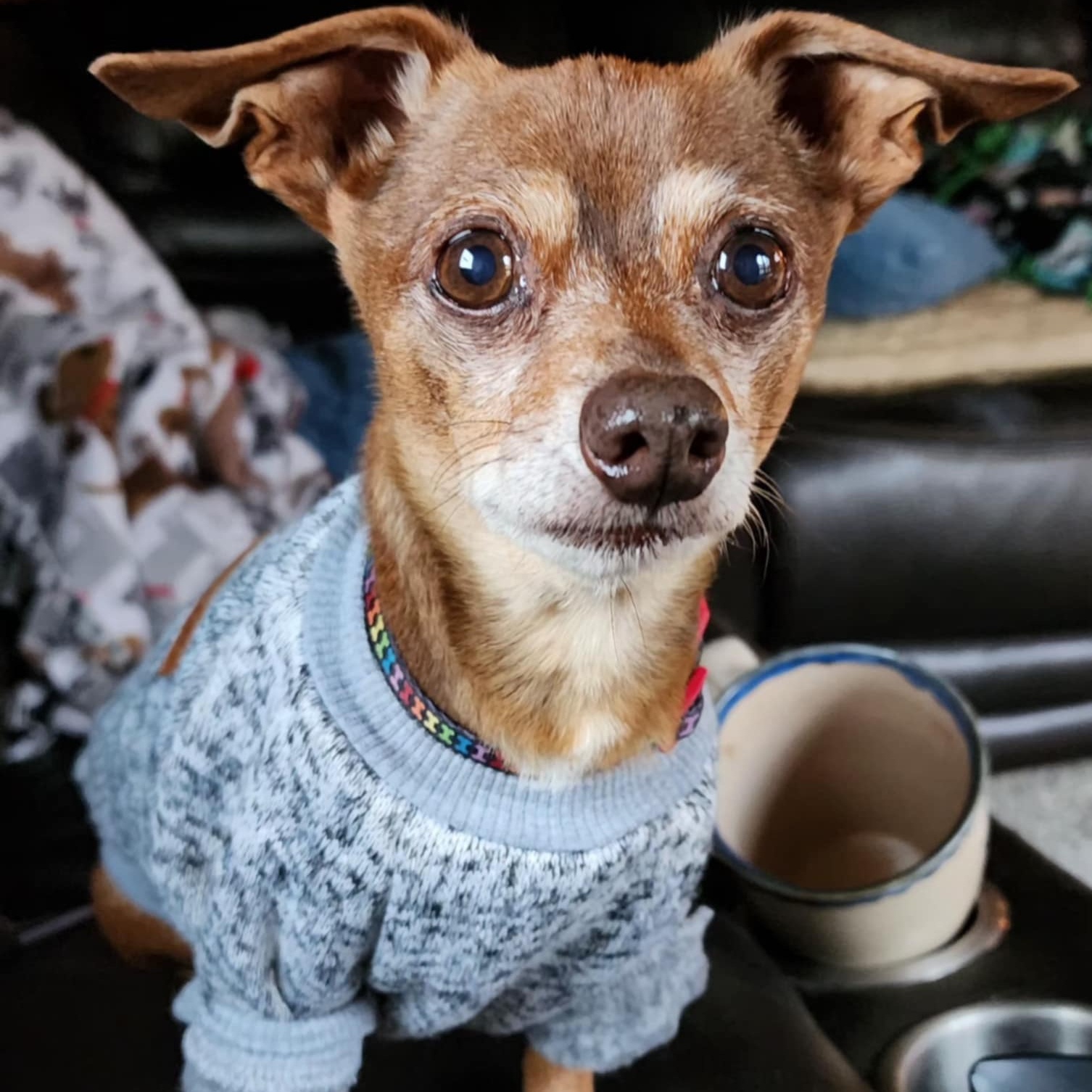 Dog for adoption Henry, a Chihuahua Mix in Geneseo , IL Petfinder