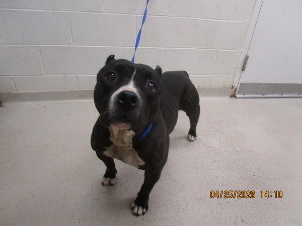 Enlarge Rosie (834), a Adoptable mixed breed in Marietta, GA image 1/1