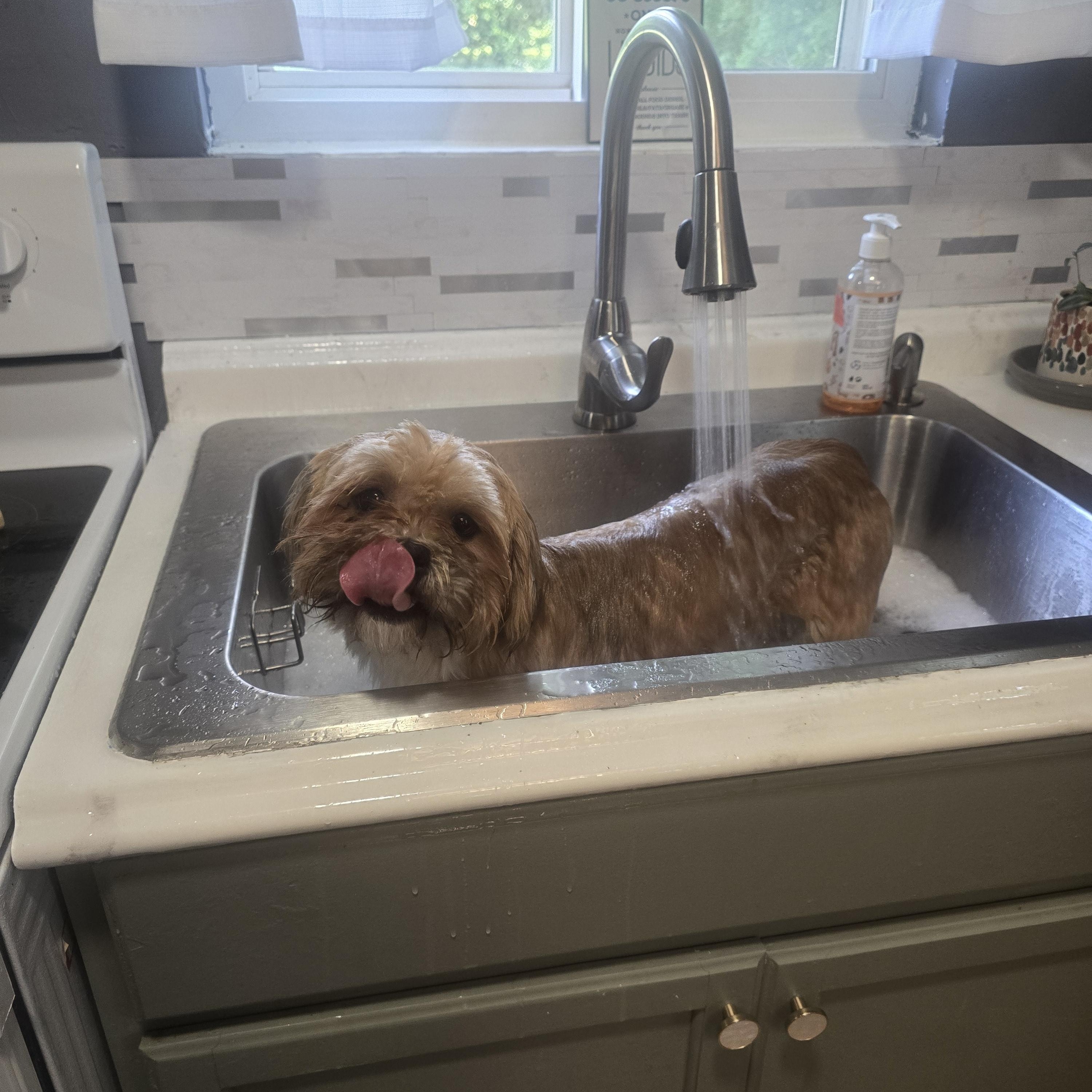 Reggie, an adoptable mixed breed in Charlotte, NC image 2/6