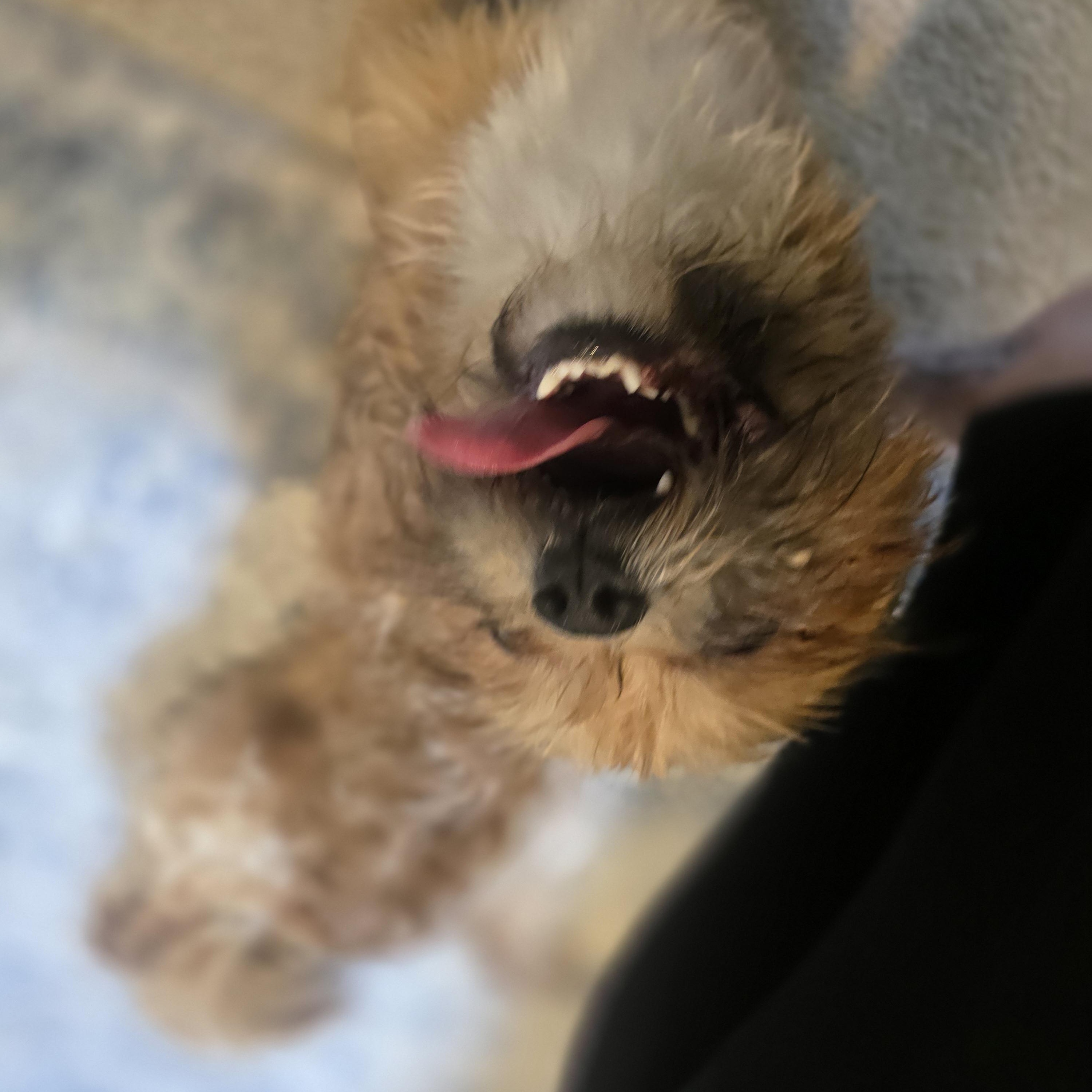 Reggie, an adoptable mixed breed in Charlotte, NC image 3/6