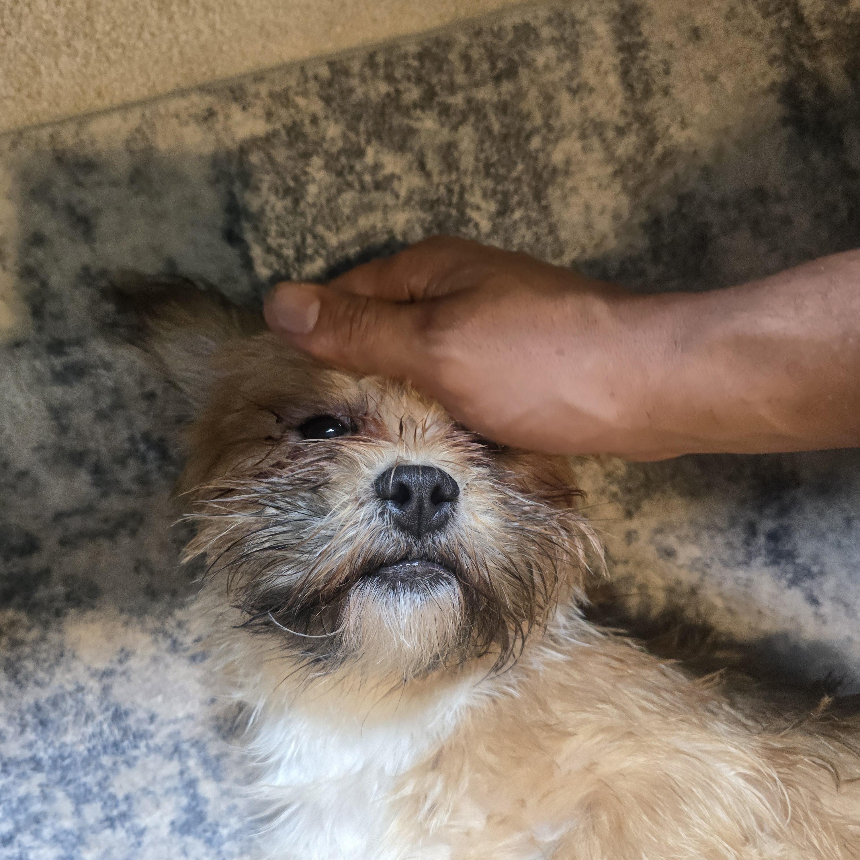 Reggie, an adoptable mixed breed in Charlotte, NC image 4/6