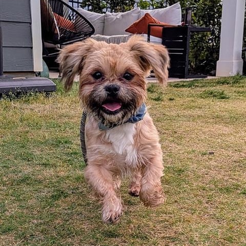 Reggie, adoptable, Adult Male Shih Tzu & Havanese.