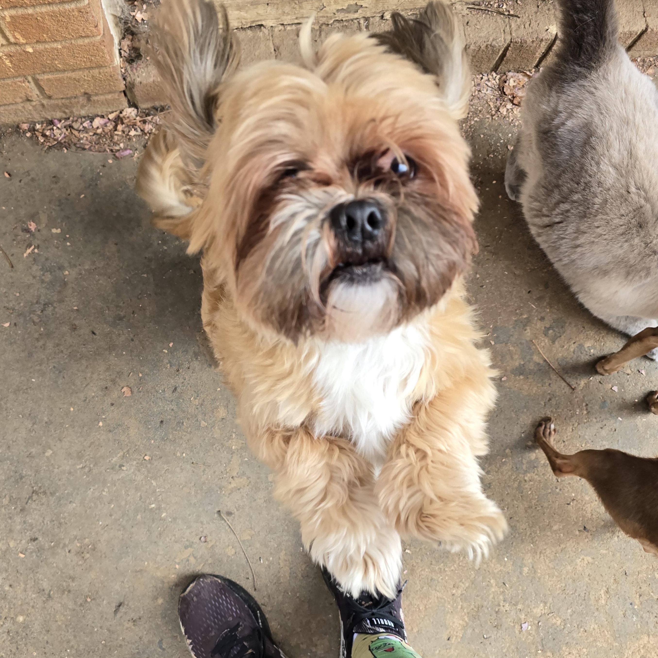 Reggie, an adoptable mixed breed in Charlotte, NC image 5/6