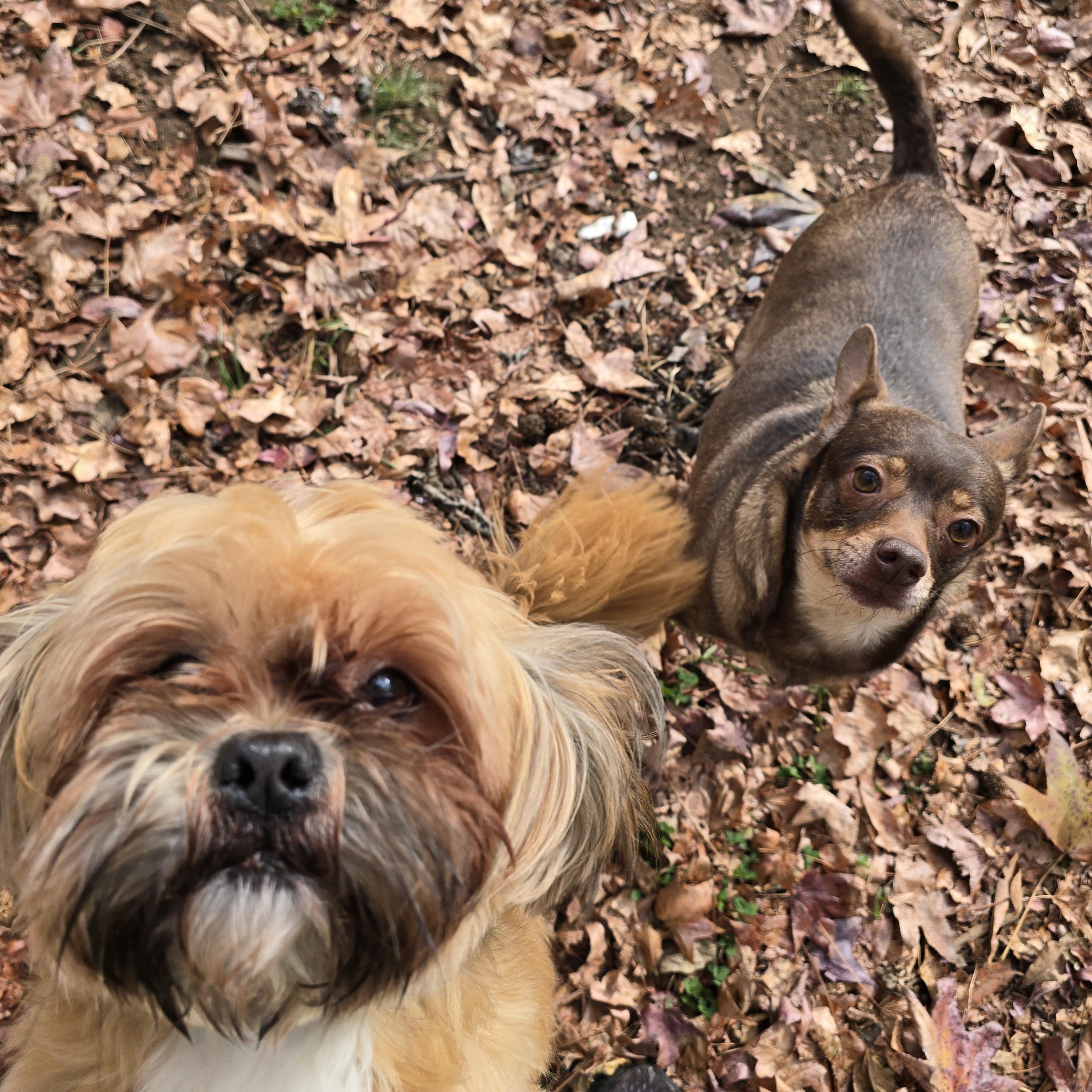 Reggie, an adoptable mixed breed in Charlotte, NC image 6/6