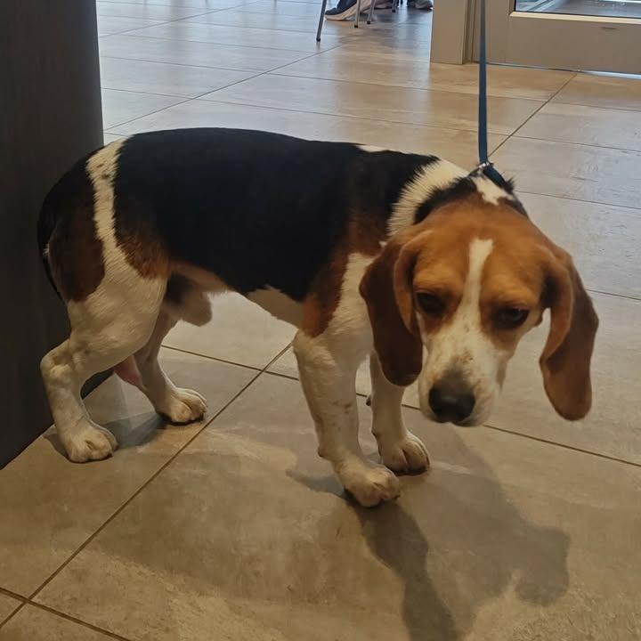 Lyle, Adopted, Adult Male Beagle.