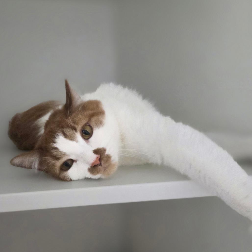 Tiggy, Adoptable, Adult Male Domestic Short Hair.