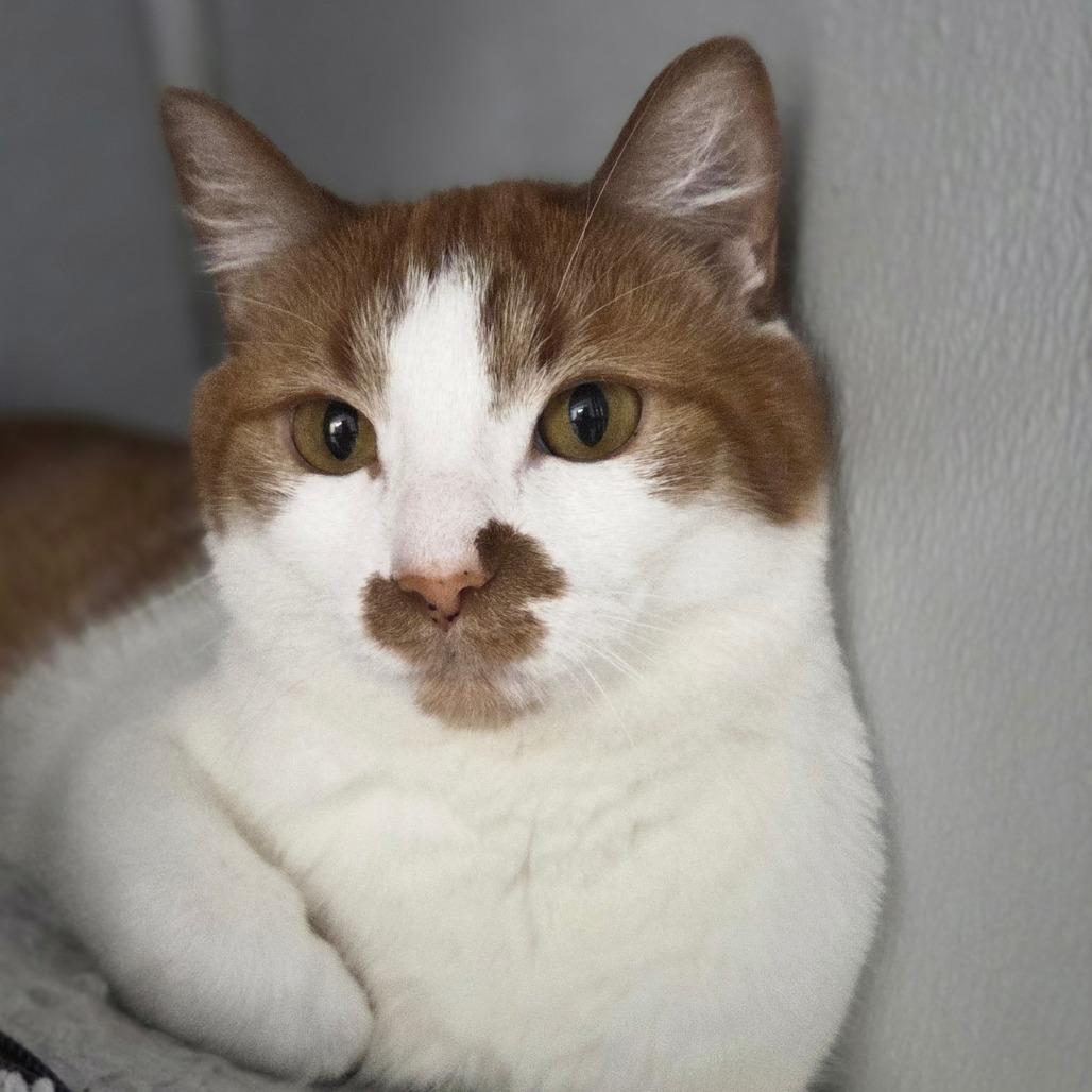 Enlarge Tiggy, a Adoptable Domestic Short Hair in Oneonta, NY image 2/6