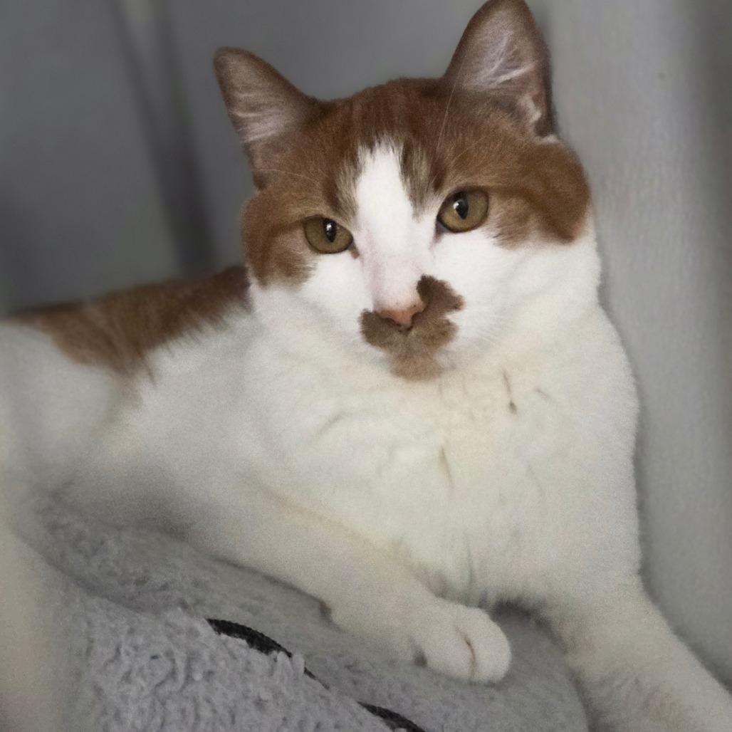 Enlarge Tiggy, a Adoptable Domestic Short Hair in Oneonta, NY image 3/6