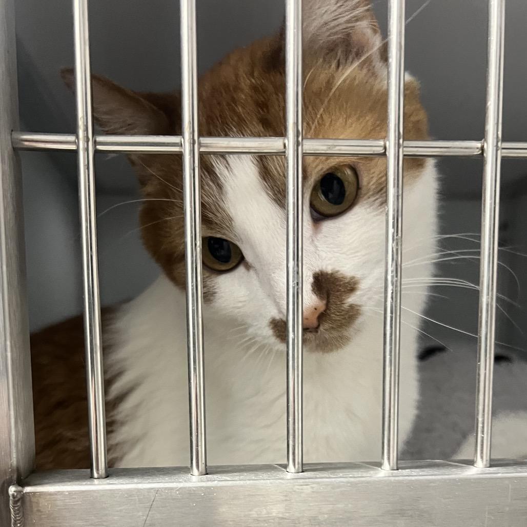 Enlarge Tiggy, a Adoptable Domestic Short Hair in Oneonta, NY image 4/6