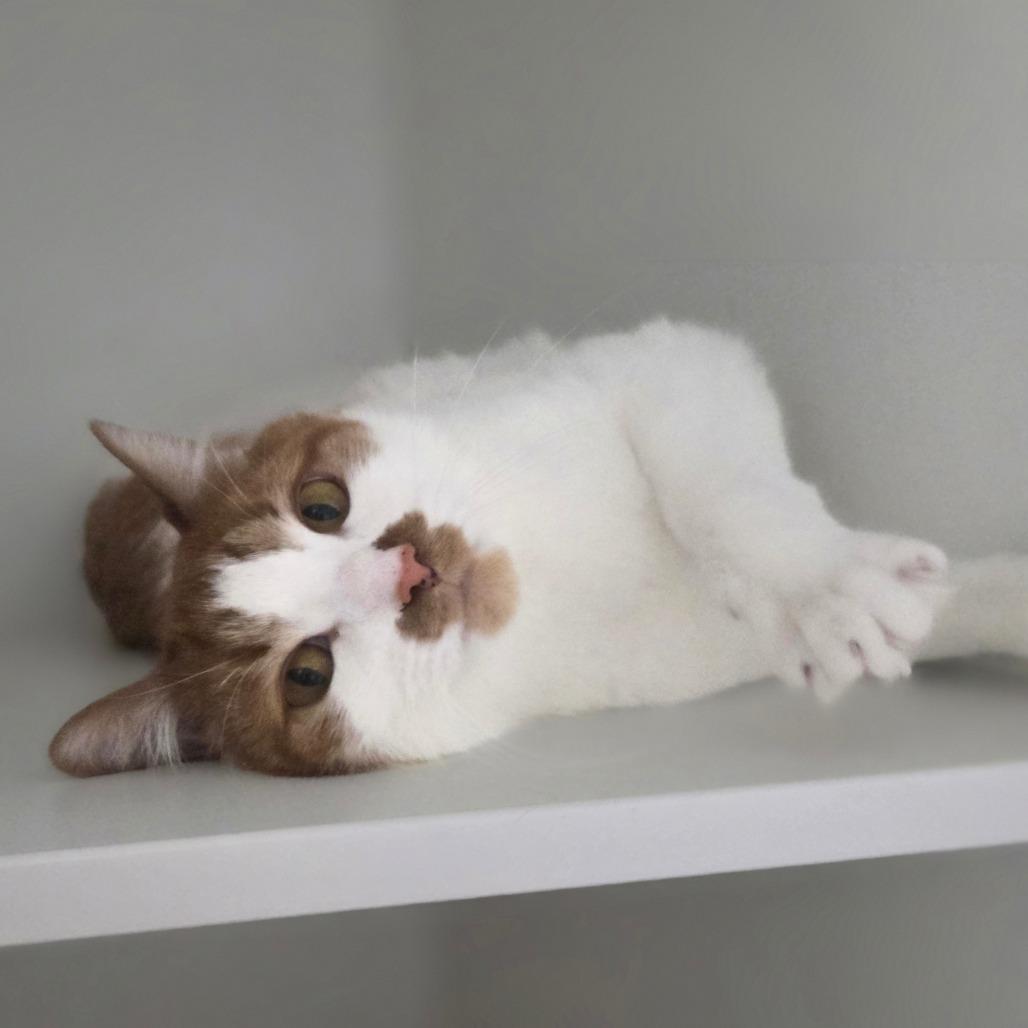 Enlarge Tiggy, a Adoptable Domestic Short Hair in Oneonta, NY image 5/6