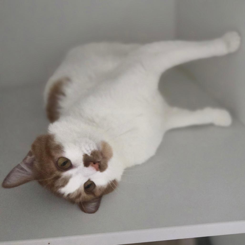 Enlarge Tiggy, a Adoptable Domestic Short Hair in Oneonta, NY image 6/6