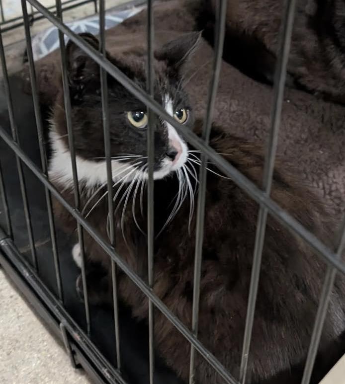 Colony A11 Spitz - Adopted, Adopted, Adult Male Domestic Medium Hair.