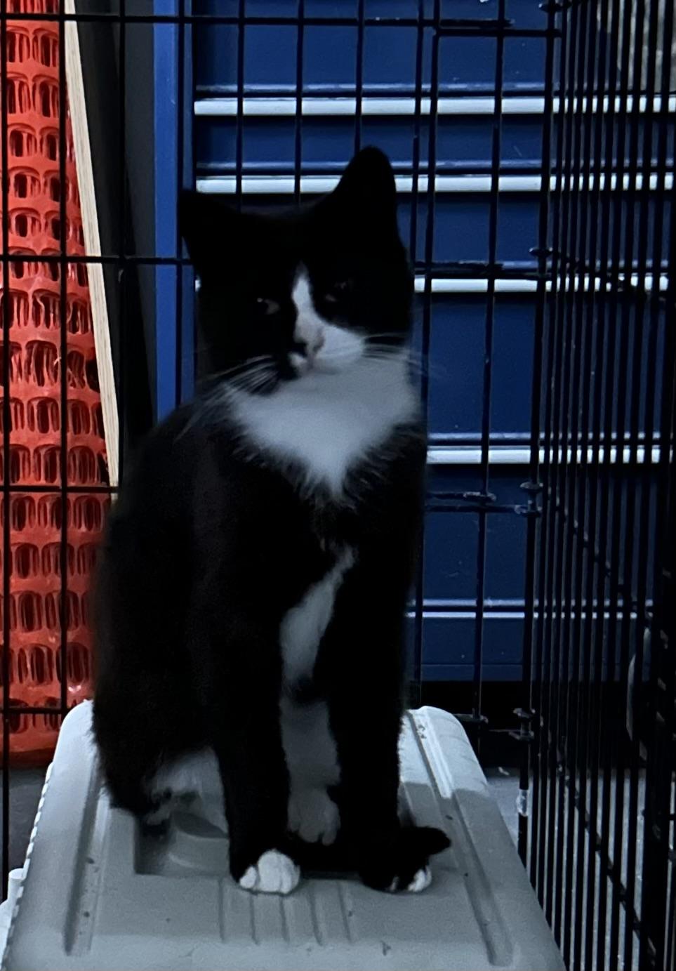 Enlarge Colony A11 Spitz - Adopted, a Adopted mixed breed in Steinbach, MB image 2/6
