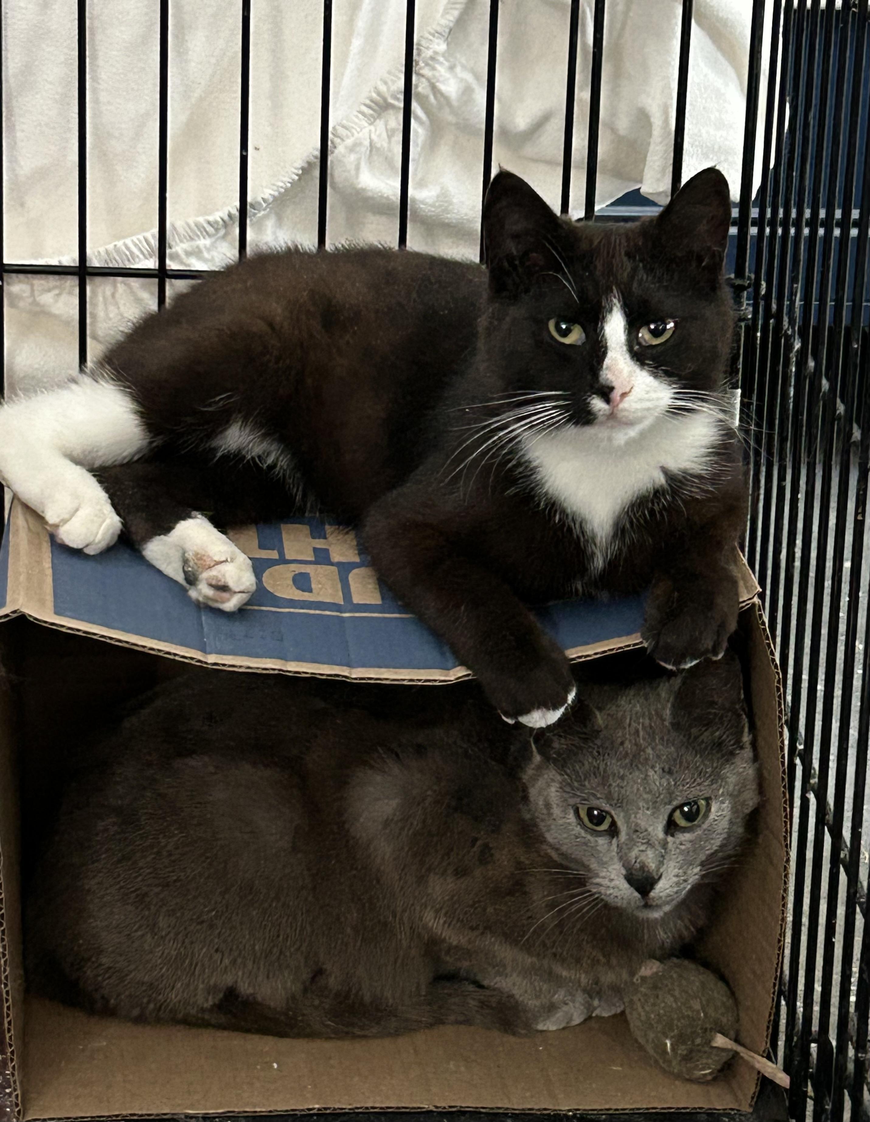 Enlarge Colony A11 Spitz - Adopted, a Adopted mixed breed in Steinbach, MB image 3/6
