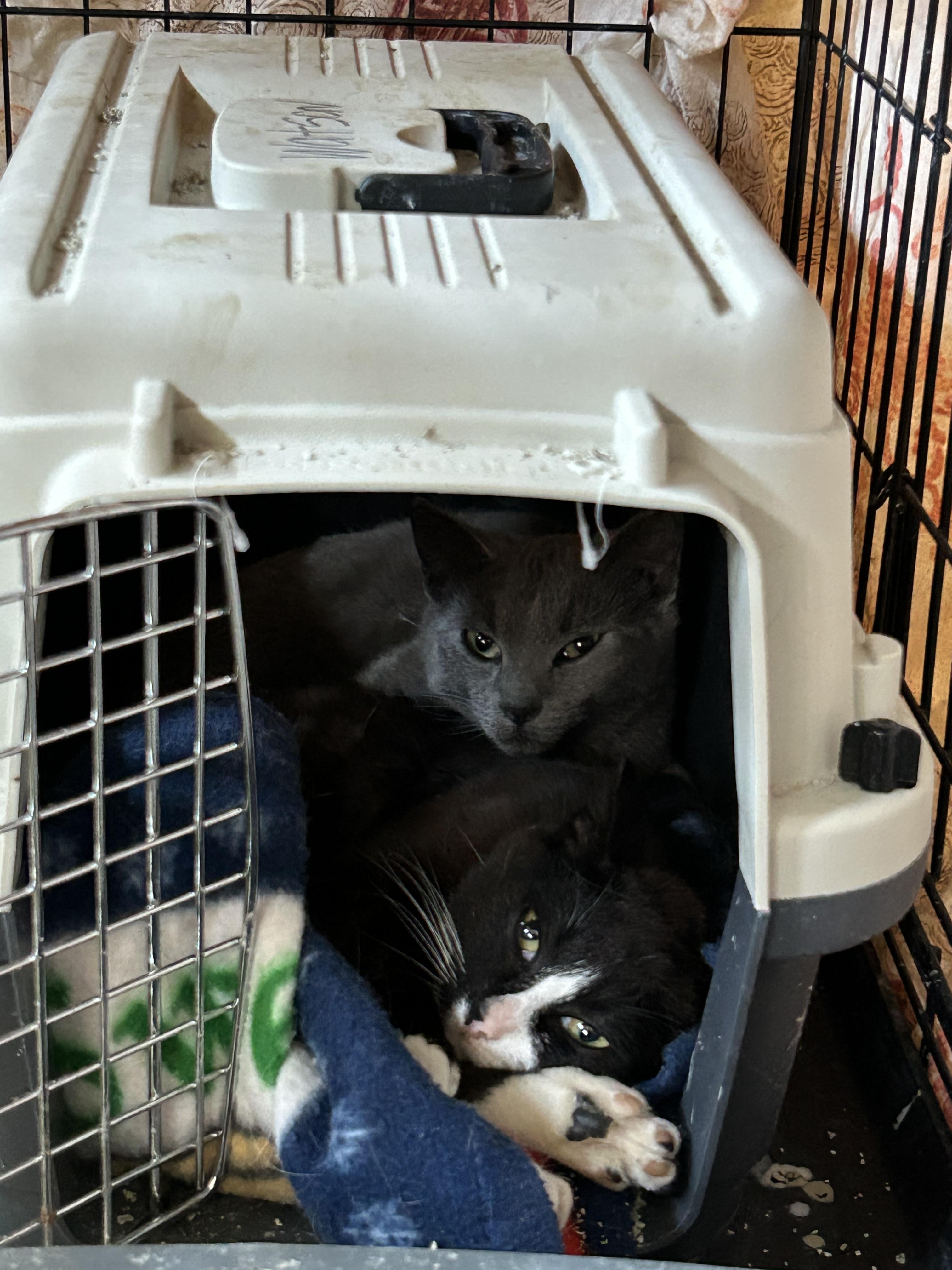 Enlarge Colony A11 Spitz - Adopted, a Adopted mixed breed in Steinbach, MB image 5/6