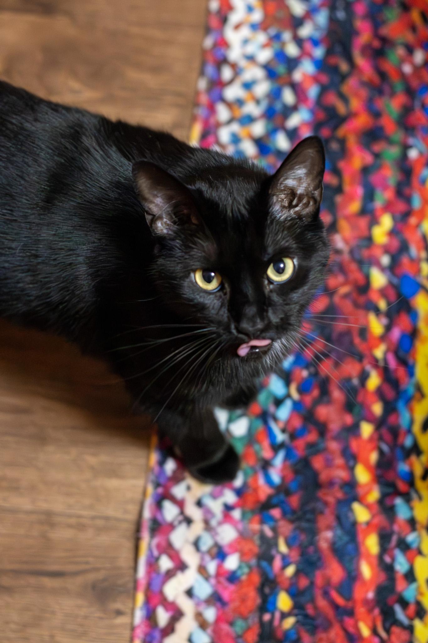 Enlarge Sapa, a ADOPTABLE Domestic Short Hair in Sawyer, ND image 6/6