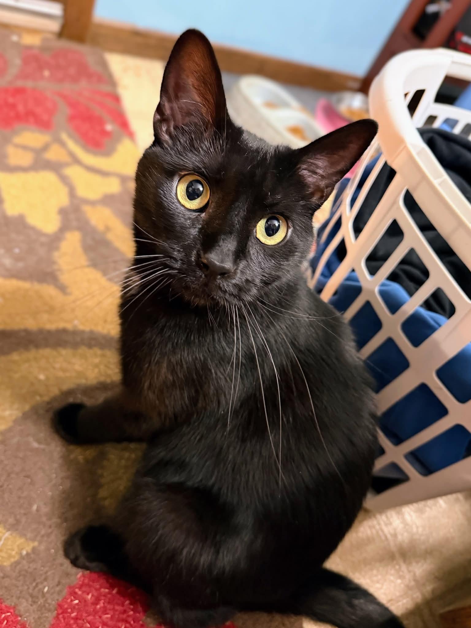 Enlarge Sapa, a ADOPTABLE Domestic Short Hair in Sawyer, ND image 2/6