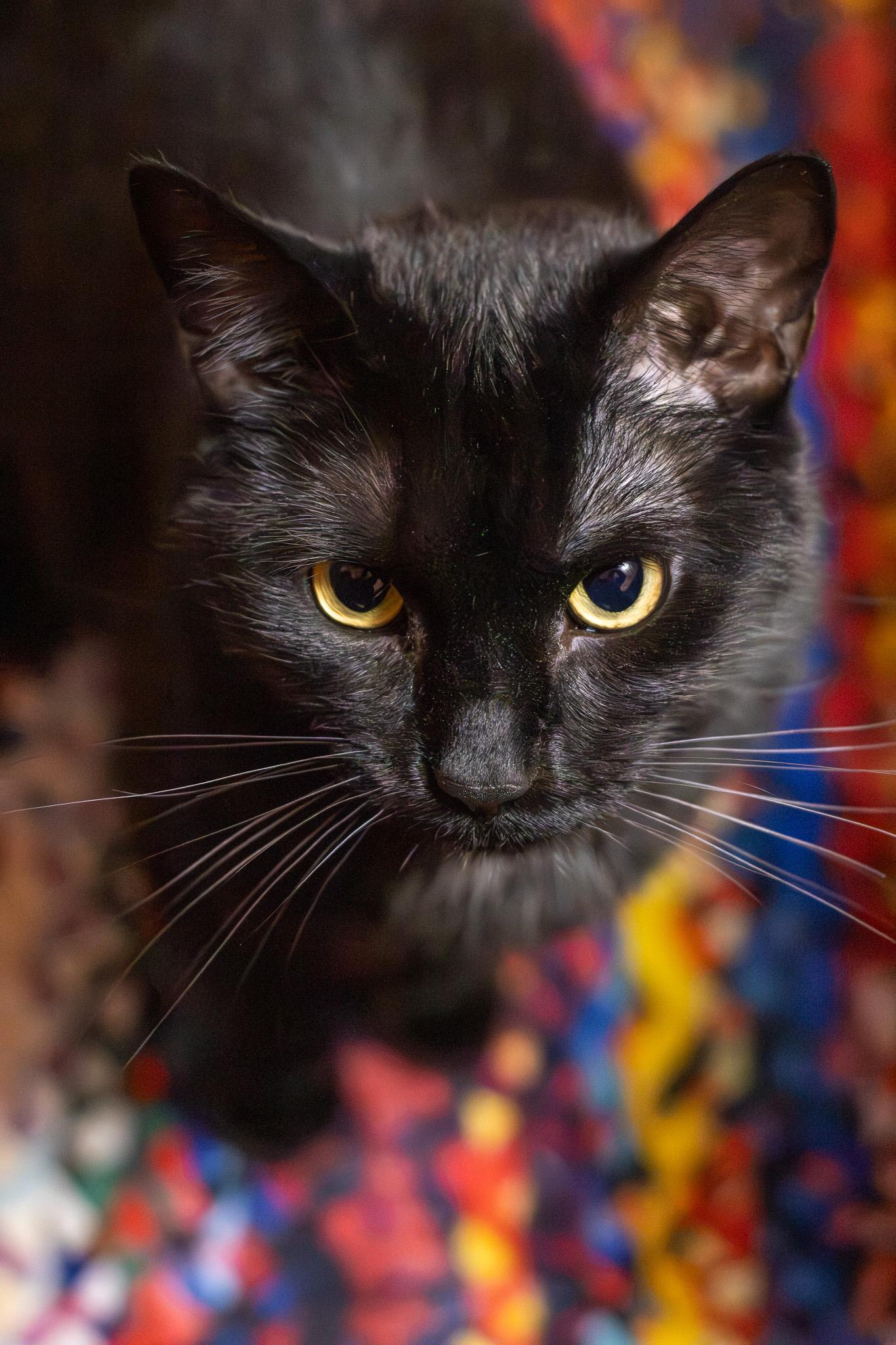 Enlarge Sapa, a ADOPTABLE Domestic Short Hair in Sawyer, ND image 4/6