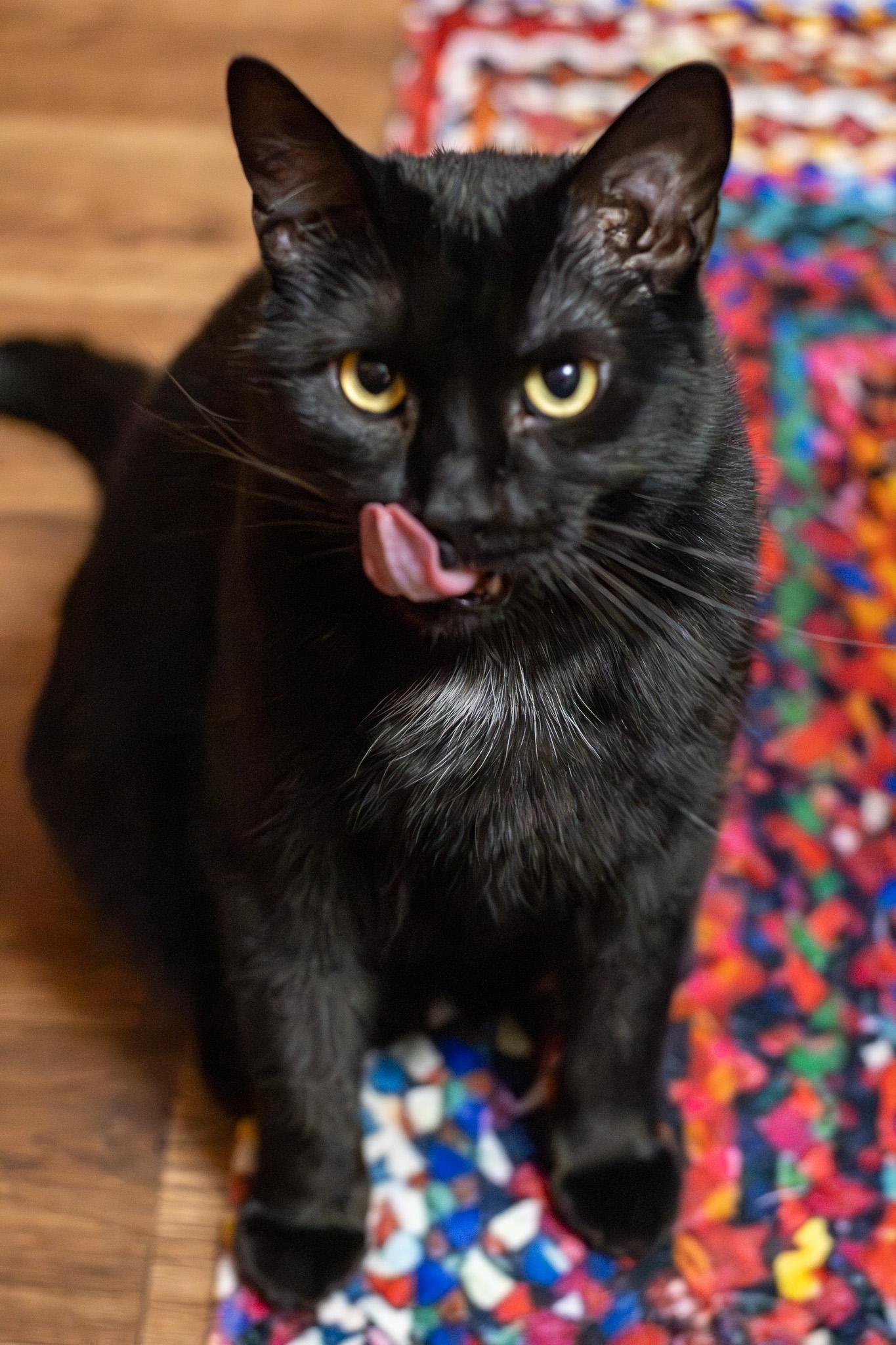 Enlarge Sapa, a ADOPTABLE Domestic Short Hair in Sawyer, ND image 5/6