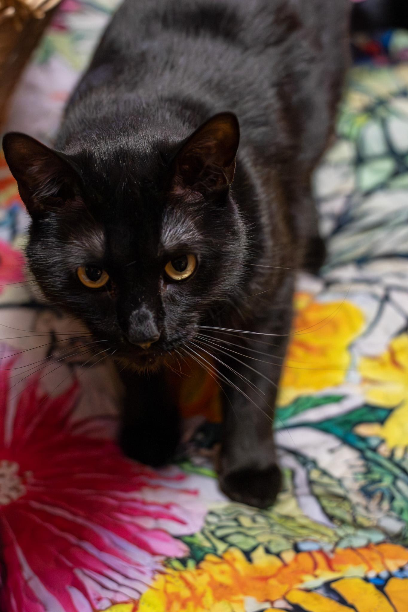 Enlarge Sapa, a ADOPTABLE Domestic Short Hair in Sawyer, ND image 3/6