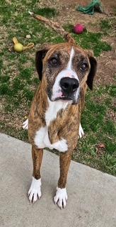 Enlarge Hazel, a Adopted mixed breed in Sherwood, AR image 1/5