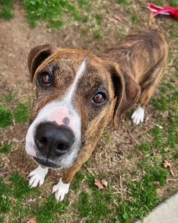 Enlarge Hazel, a Adopted mixed breed in Sherwood, AR image 2/5
