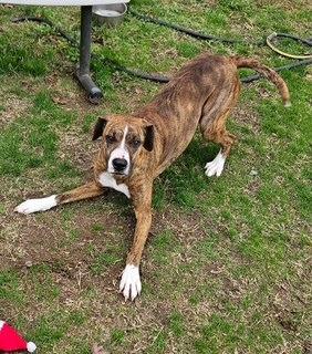Enlarge Hazel, a Adopted mixed breed in Sherwood, AR image 3/5
