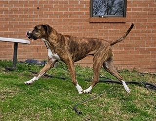 Enlarge Hazel, a Adopted mixed breed in Sherwood, AR image 4/5