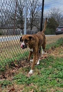 Enlarge Hazel, a Adopted mixed breed in Sherwood, AR image 5/5