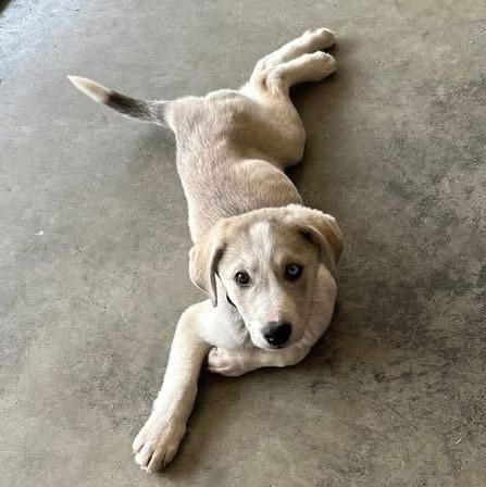 Enlarge Bruin, an adopted mixed breed in Louisville, KY image 1/3