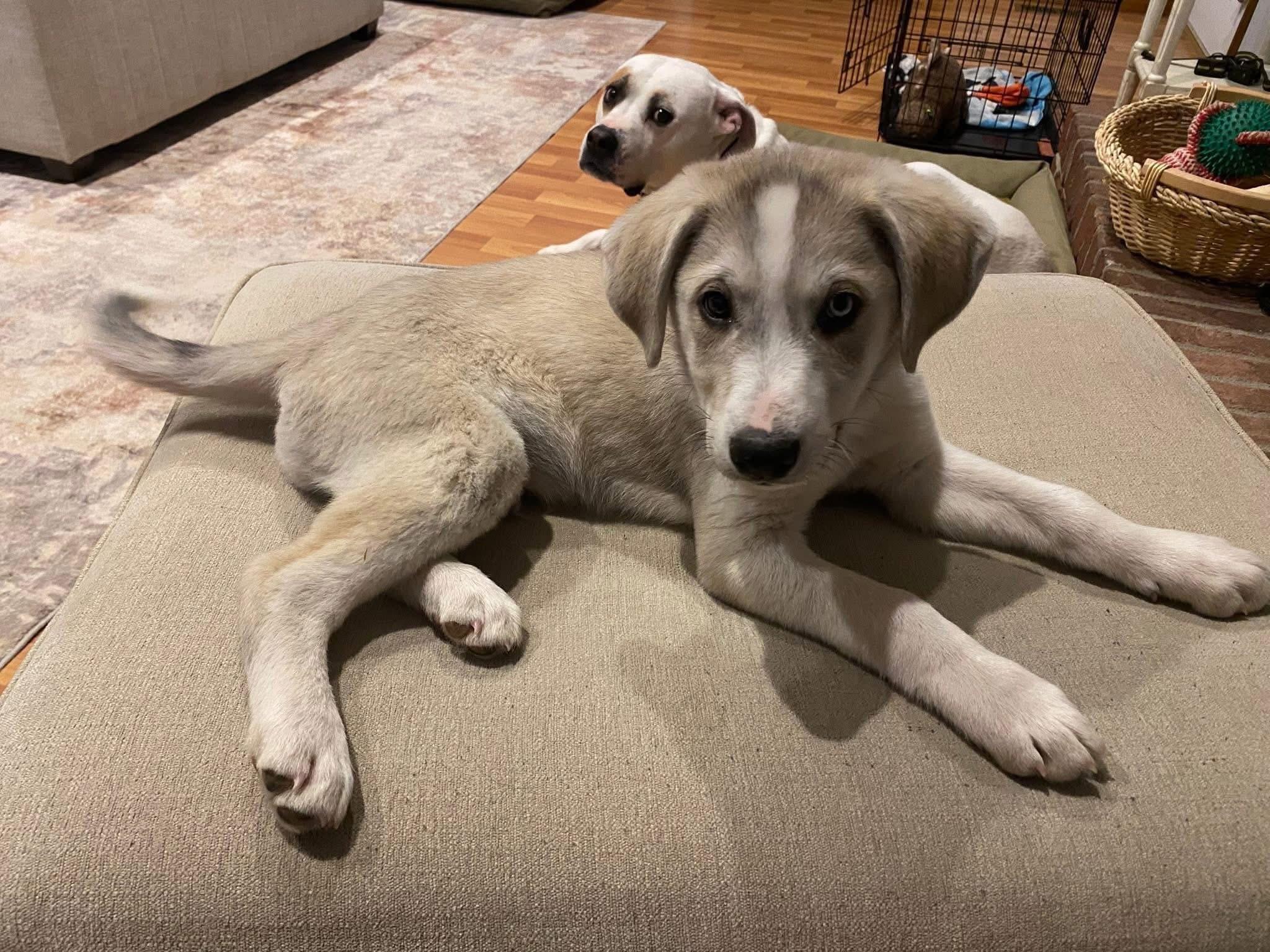 Enlarge Bruin, an adopted mixed breed in Louisville, KY image 3/3