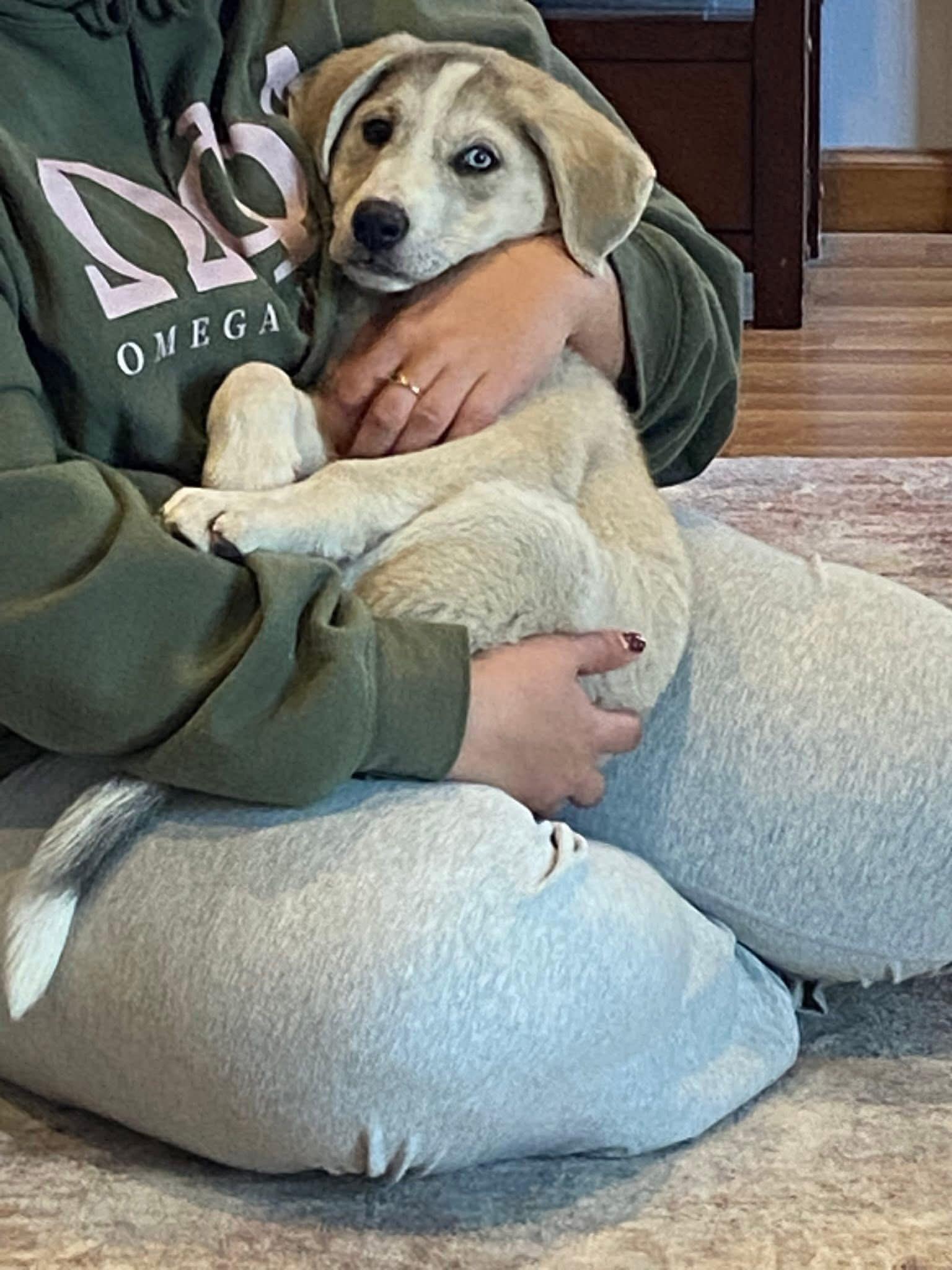 Enlarge Bruin, an adopted mixed breed in Louisville, KY image 2/3