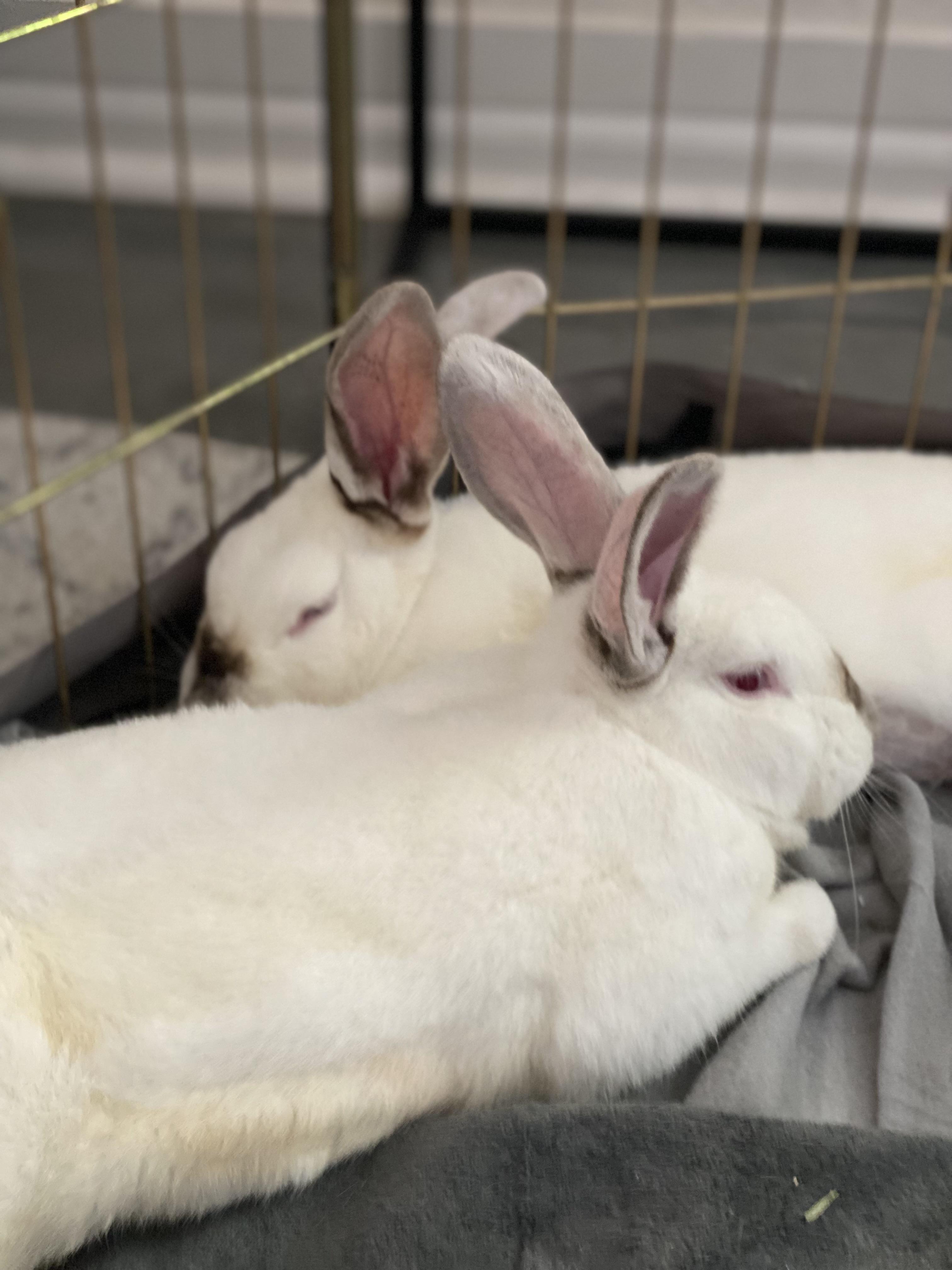 Enlarge Max (M) & Ruby (F), a Adoptable Californian in San Antonio, TX image 3/4