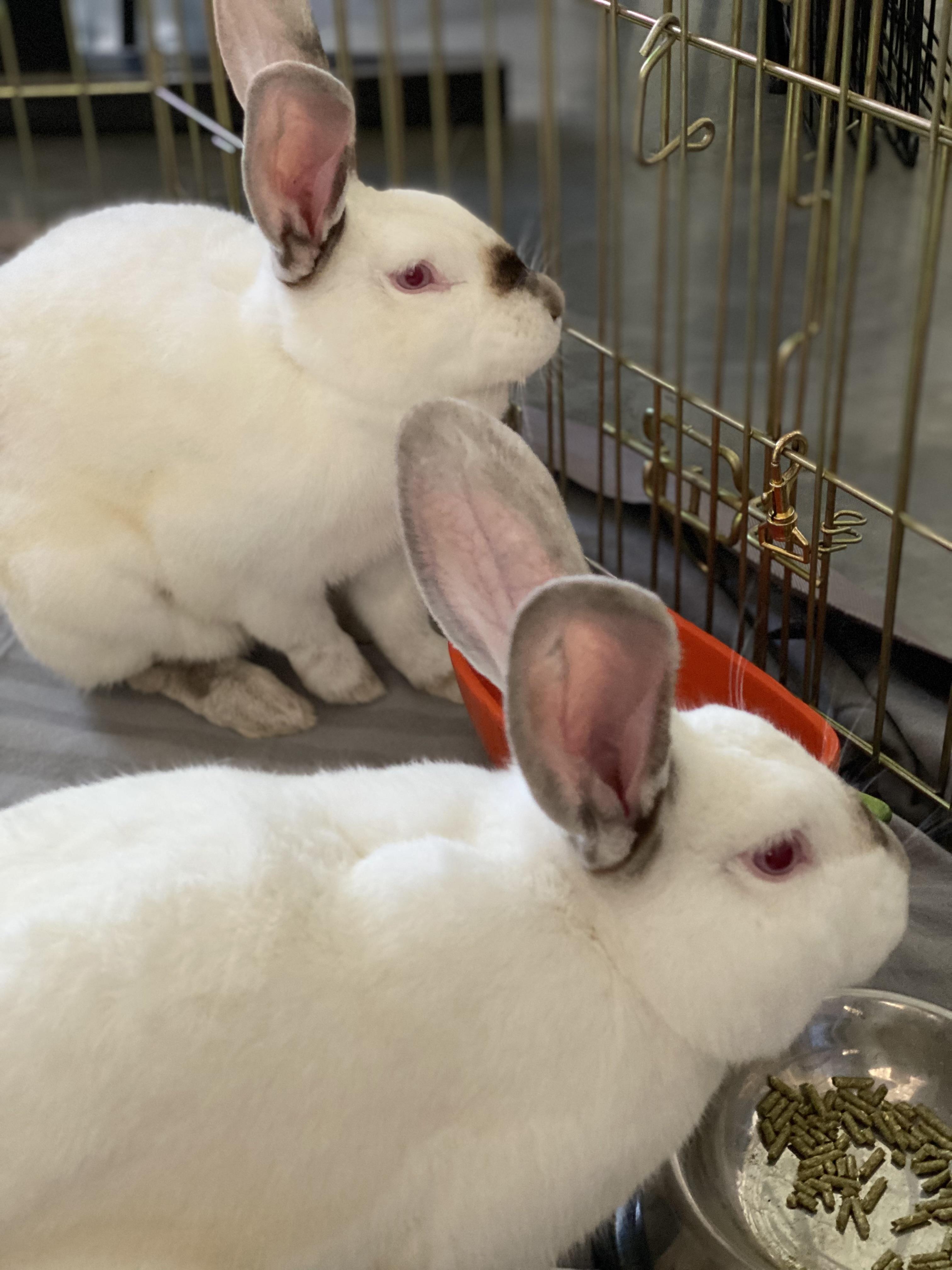 Enlarge Max (M) & Ruby (F), a Adoptable Californian in San Antonio, TX image 4/4